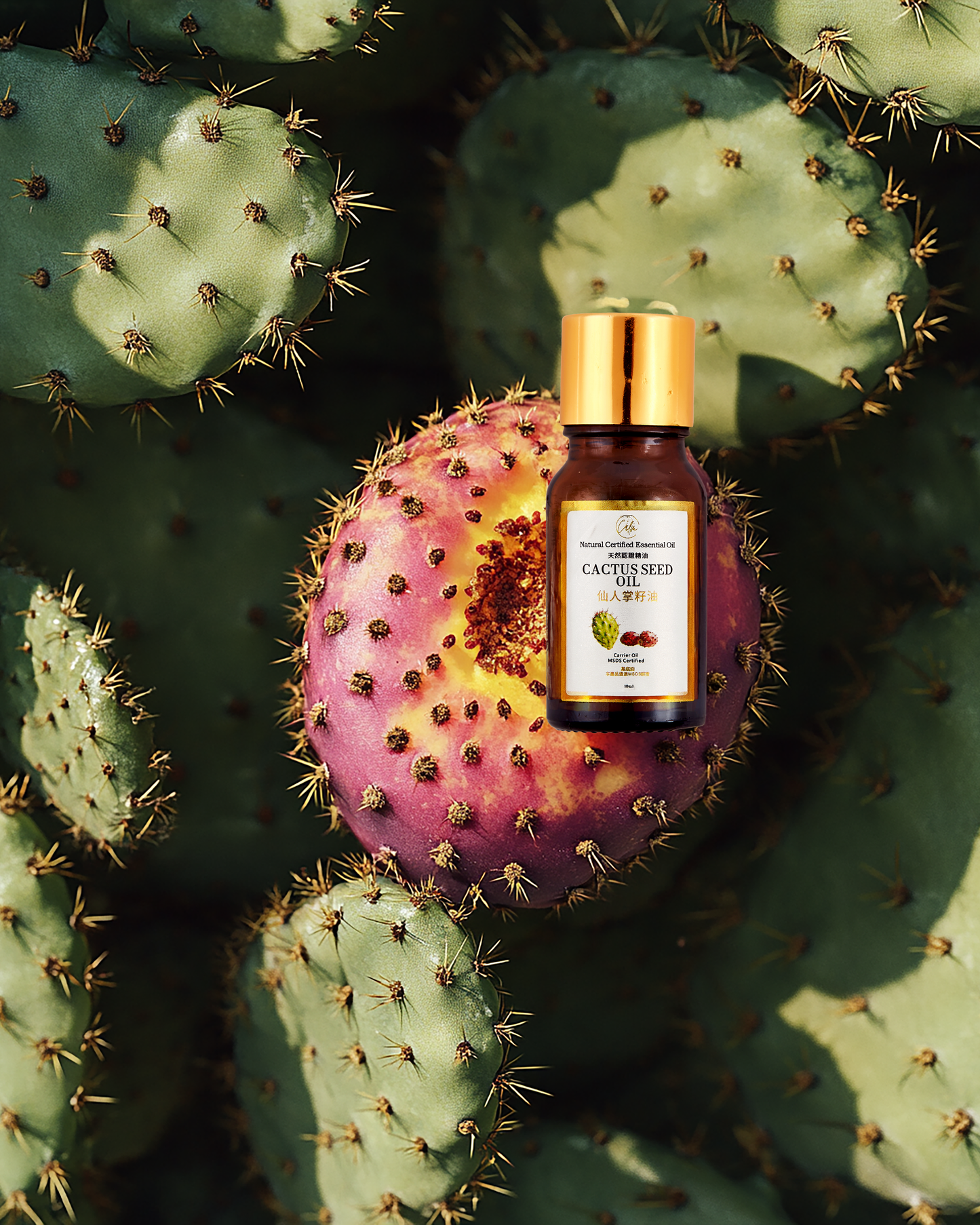 Calm Candles Essential - Certified Organic Cactus  Oil, Undiluted & Natural - Nourishing, Moisturizing & Healing Aromatherapy - Enhances Skin Health & Overall Well-Being - 10ml