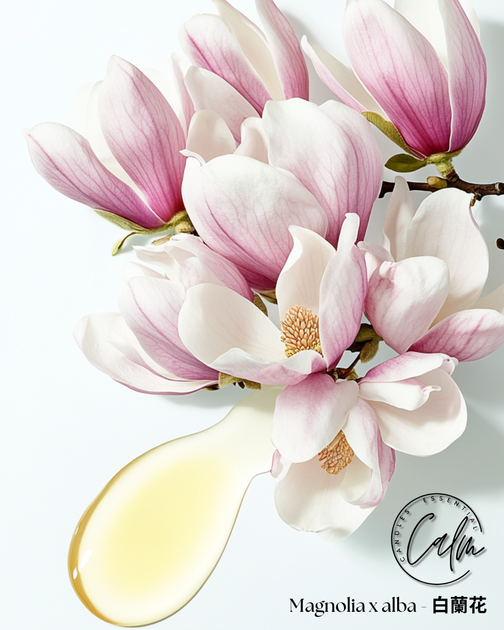 Calm Candles Essential - Magnolia x Alba Zertifiziert Bio, Unverdünnt, Natürliches Ätherisches Öl - Beruhigende, Belebende & Heilende Aromatherapie - Fördert Wohlbefinden & Atemwegsgesundheit - 10ml