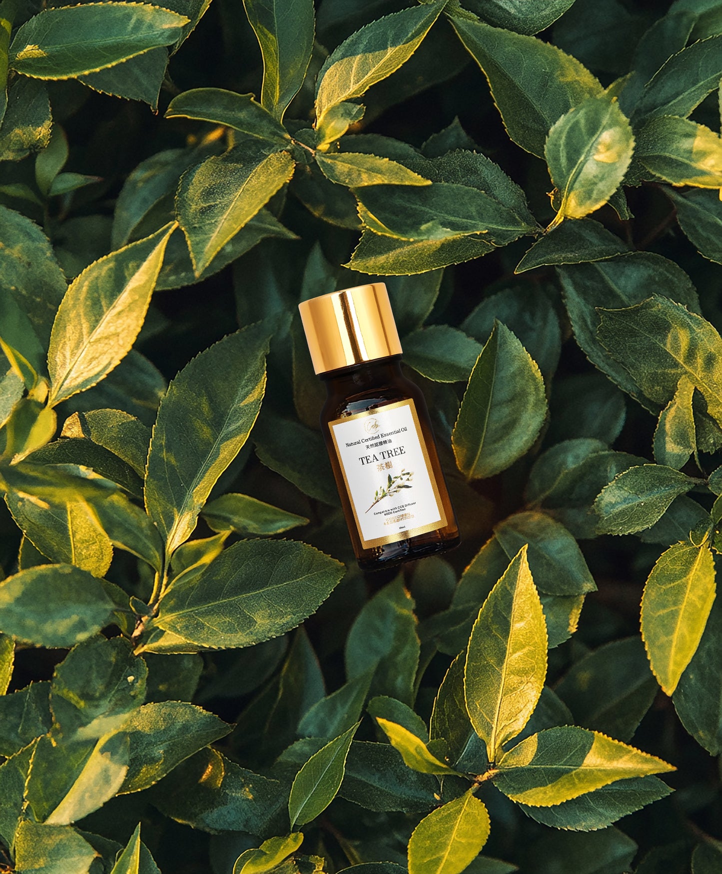 Calm Candles Essential -  Tea Tree Oil (Melaleuca) 100% Pure, IFRA Certified Organic, Undiluted, Natural Aromatherapy, Therapeutic Grade (10 mL)