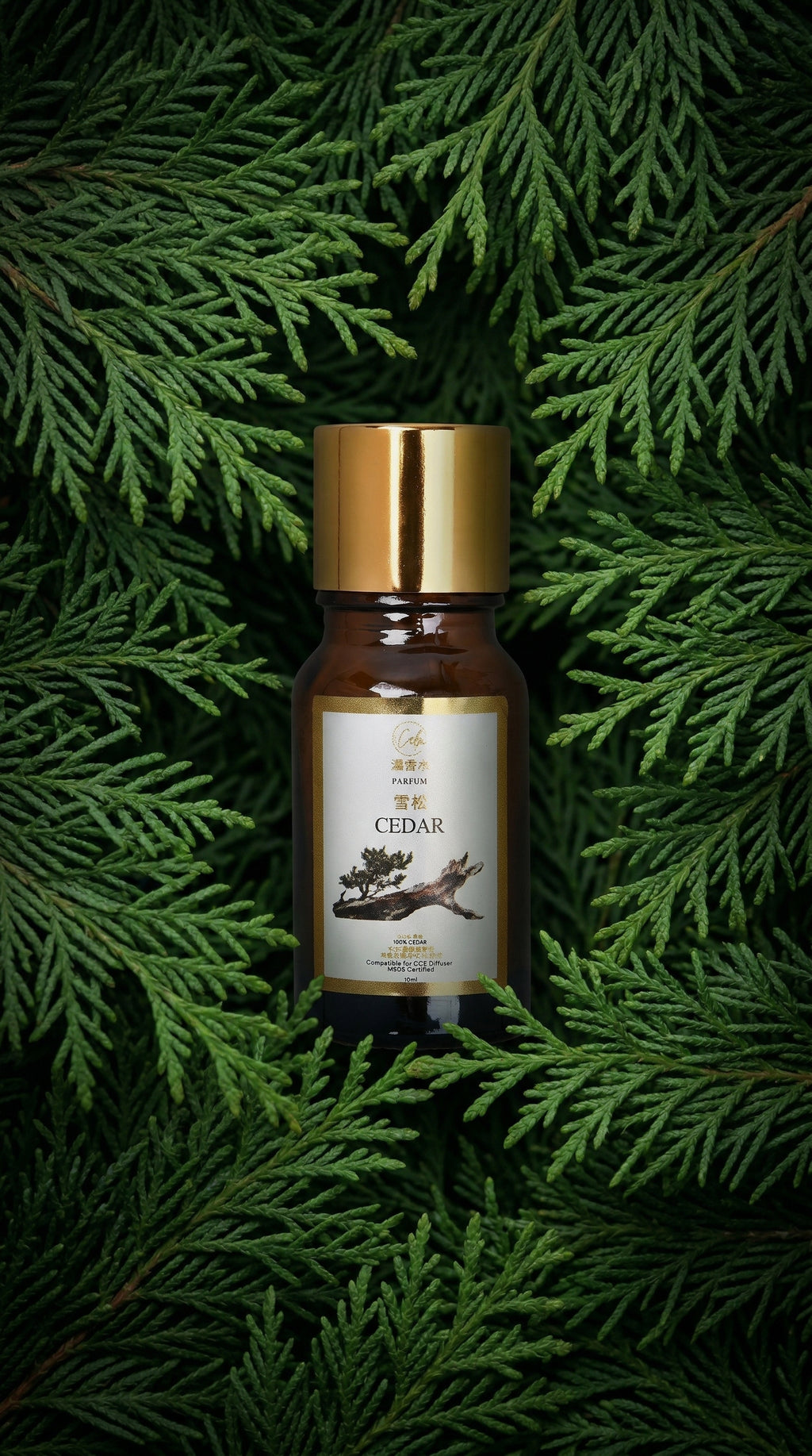 Calm Candles Essential 10ml Zedernholz Parfüm Duftöl – Bio-Mischung für Aromatherapie mit warmen Gewürz- und erdigen Noten