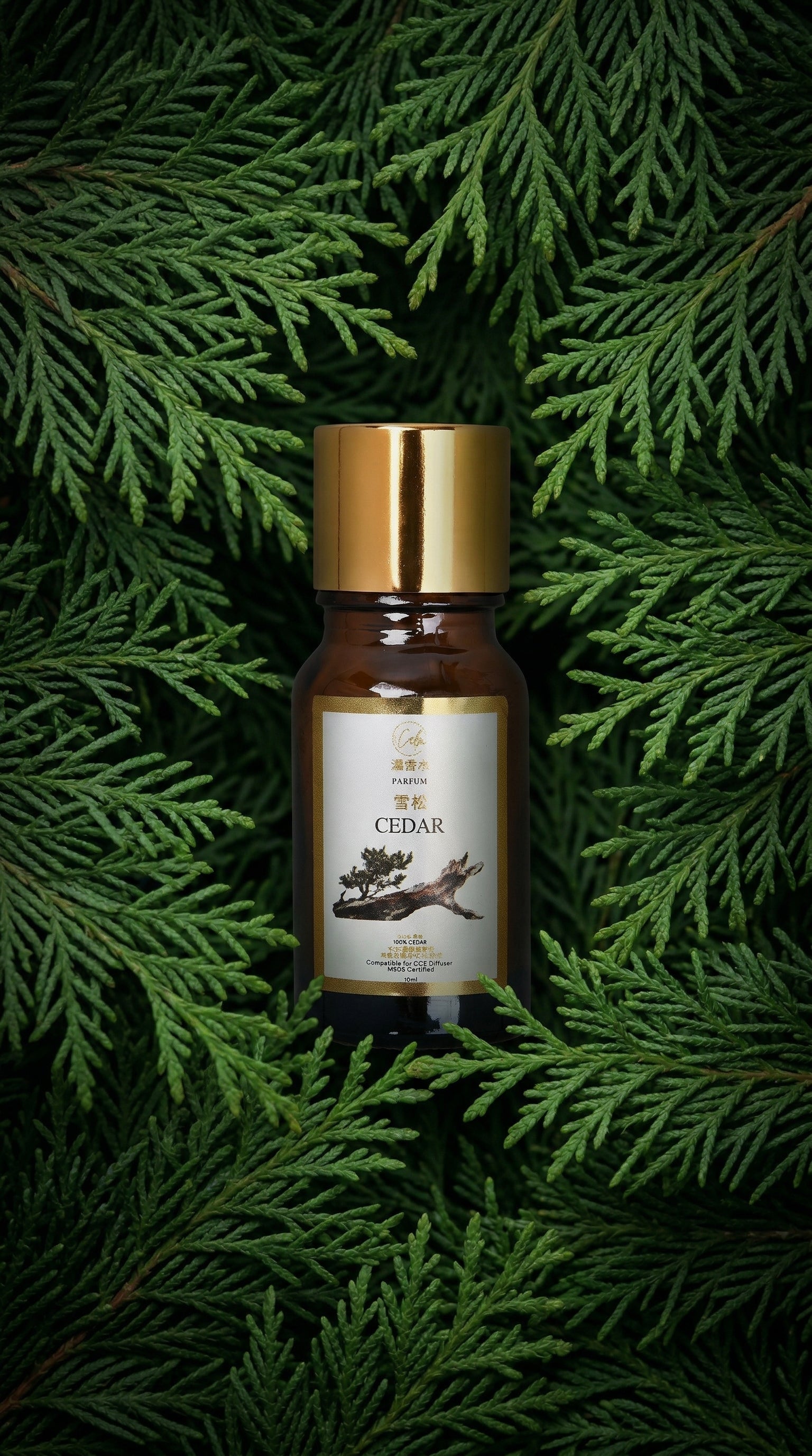 Calm Candles Essential 10ml Zedernholz Parfüm Duftöl – Bio-Mischung für Aromatherapie mit warmen Gewürz- und erdigen Noten