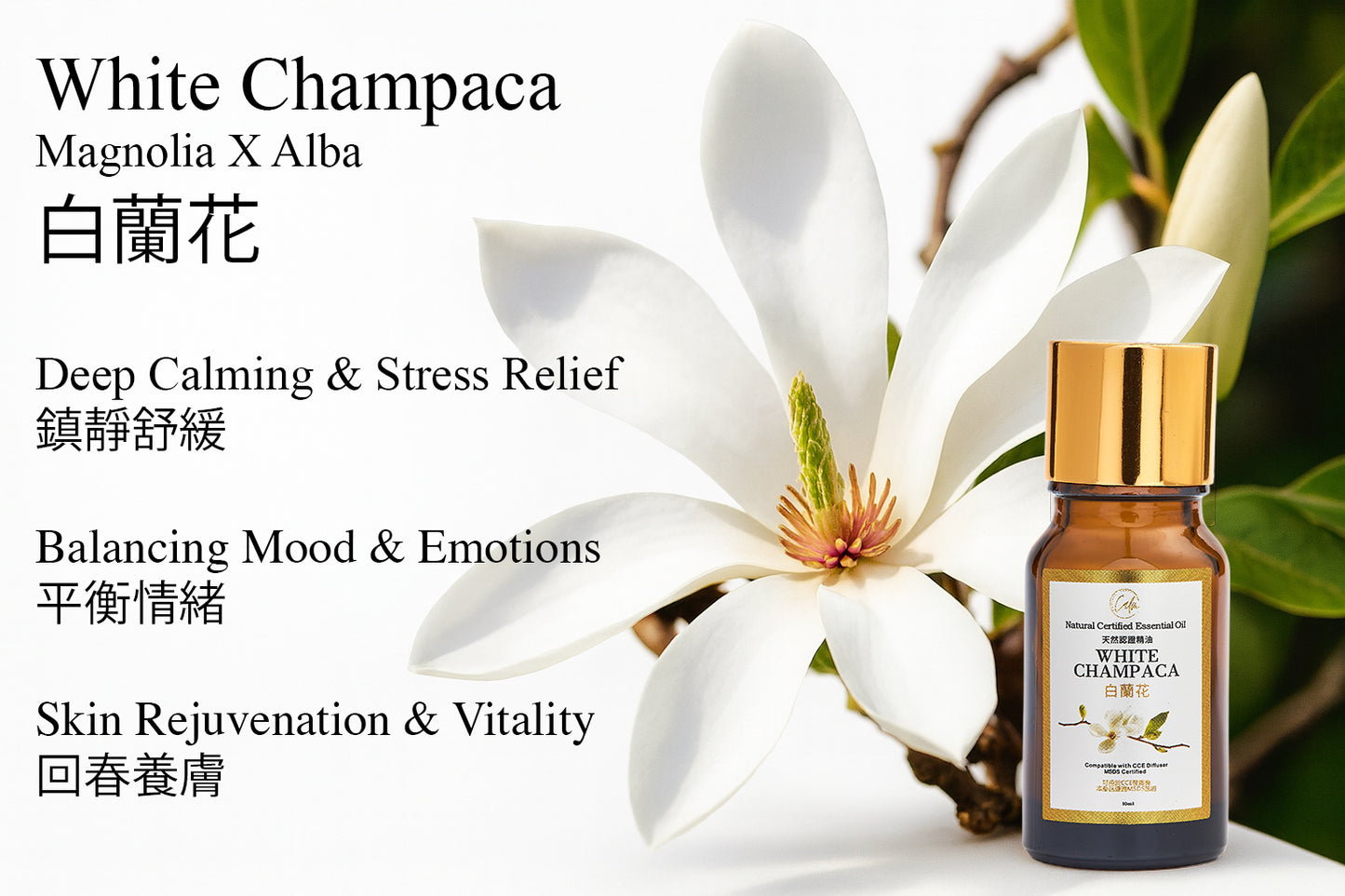 Calm Candles Essential - Magnolia x Alba Certified Organic, Undiluted, Natural Essential Oil - Soothing, Uplifting & Healing Aromatherapy - Enhance Well-Being & Respiratory Health - 10ml