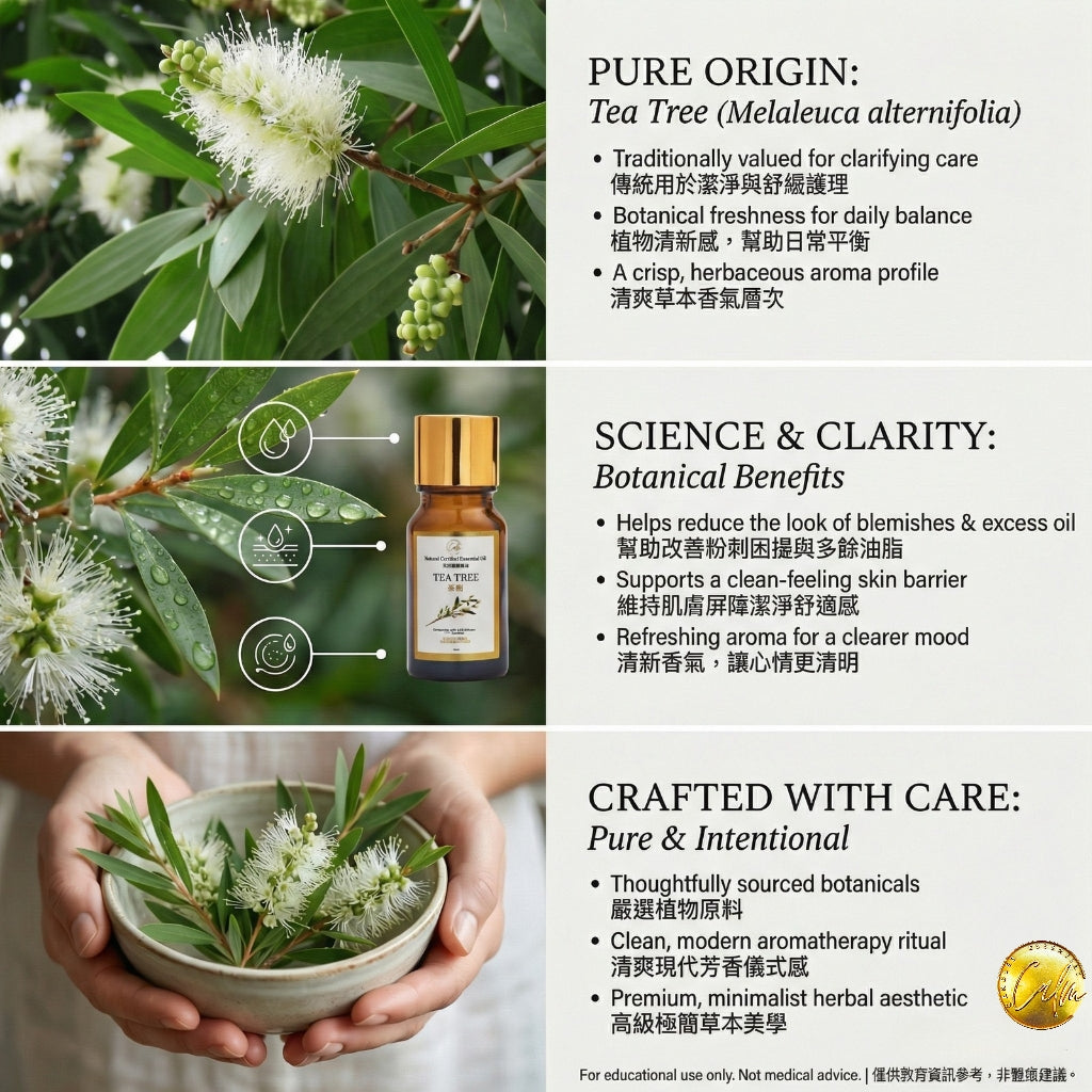 Calm Candles Essential – Teebaumöl (Melaleuca) 100 % rein, IFRA-zertifiziert biologisch, unverdünnt, natürliche Aromatherapie, therapeutische Qualität (10 ml)